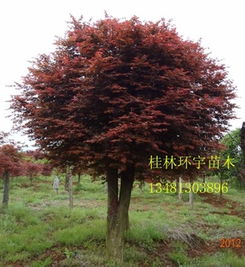 供應改良嫁接紅楓3公分至20公分 圖 美國改良紅楓 日本紅楓指導價 供應改良嫁接紅楓3公分至20公分 圖 美國改良紅楓 日本紅楓廠商 供應改良嫁接紅楓3公分至20