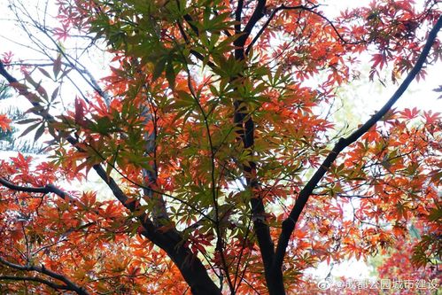 成都初冬的儀式感 打卡 梧桐大道 浪漫爆表 漫步紅楓林斑斕似火