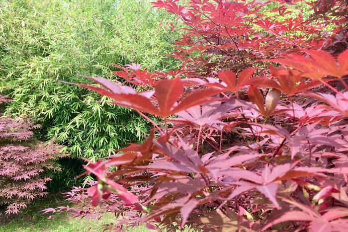 羽毛楓、日本紅楓的果實(shí)