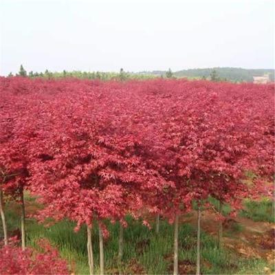 日本紅楓種植日本紅楓和中國紅楓的區(qū)別日本紅楓葉宿遷誠盛園林苗圃