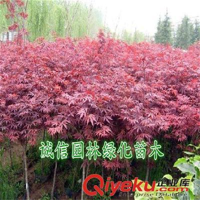 紅楓樹 紅楓樹苗 紅楓苗 紅楓盆景 日本紅楓樹 日本紅楓樹苗-沭陽縣誠信園林綠化苗木基地提供紅楓樹 紅楓樹苗 紅楓苗 紅楓盆景 日本紅楓樹 日本紅楓樹苗的相關(guān)介紹、產(chǎn)品、服務(wù)、圖片、價(jià)格沭陽縣誠信園林綠化苗木基地、喬木;苗木