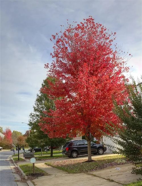 中日美紅楓爭(zhēng)奪戰(zhàn), 紅楓之鄉(xiāng) 為什么還堅(jiān)守 中國