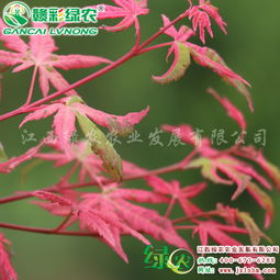宜黃縣綠農(nóng)農(nóng)業(yè)發(fā)展 日本楓樹彩葉樹熱銷新品種日本紅楓 幻彩介紹