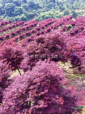 浙江新昌浩林苗木基地