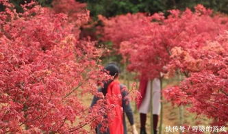 楓情萬種之日本紅楓紅舞姬