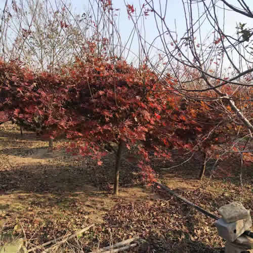 日本紅楓報(bào)價(jià)表 紅楓報(bào)價(jià) 邳州市千綠園林綠化