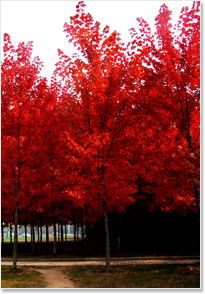 請(qǐng)問日本紅楓什么時(shí)候種好