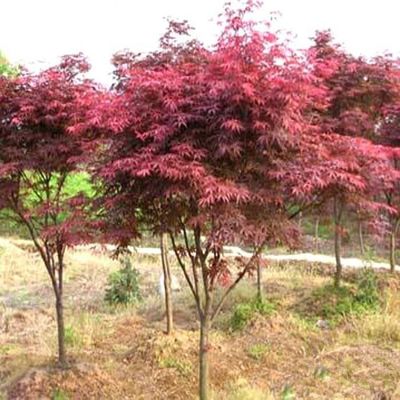 供應【苗圃直銷】紅楓 槭樹 日本紅楓 基地批發各種綠化植物 規格齊全