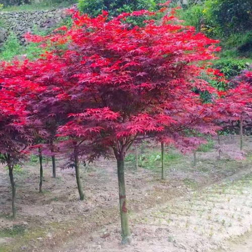 【哈爾濱日本紅楓基地批發】- 