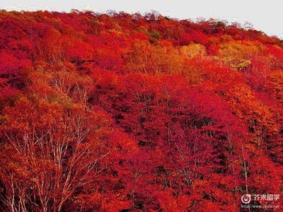 日本紅楓介紹!(日本留學生活)
