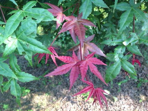 紅楓都有哪些品種,哪個品種最好