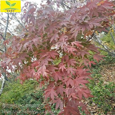 日本紅楓樹價格 綠化行道樹 落葉喬木