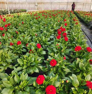 紅楓,美國紅楓,日本紅楓-多地疫情反彈 花卉深陷價量雙跌困境-美國紅楓十月光輝|夕陽紅|紅冠|秋火焰|日本紅楓獅子頭、三河八房、紅三河批發【華石紅楓 tel:4006168511】-www.shmmw.com