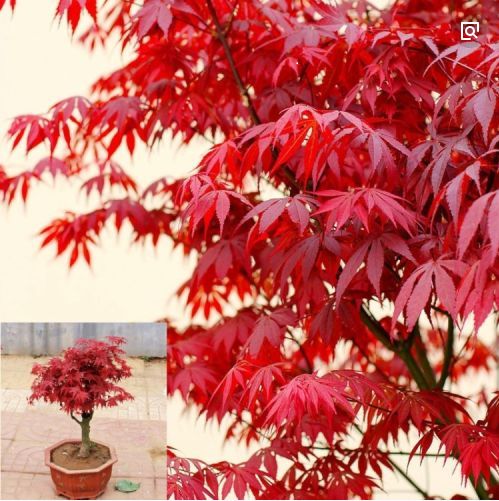 紅楓 主要品種 日本紅楓橙之夢 三季紅 紅舞姬
