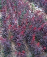 【紅舞妓】最新最全紅舞妓 產品參考信息