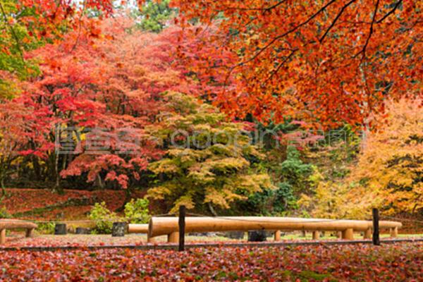 日本寺廟中的紅楓樹(shù)