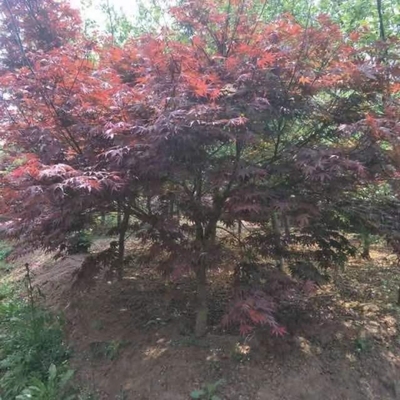 基地直銷10公分日本紅楓 日本紅楓上車價(jià)