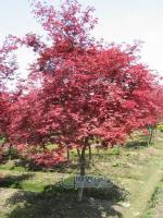 主營(yíng)產(chǎn)品_杭州蕭山寧圍鎮(zhèn)盈一盆景花木場(chǎng)