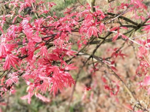 3月16日南湖多彩植物園迎來(lái)紅楓林 川劇吐火樣樣不少