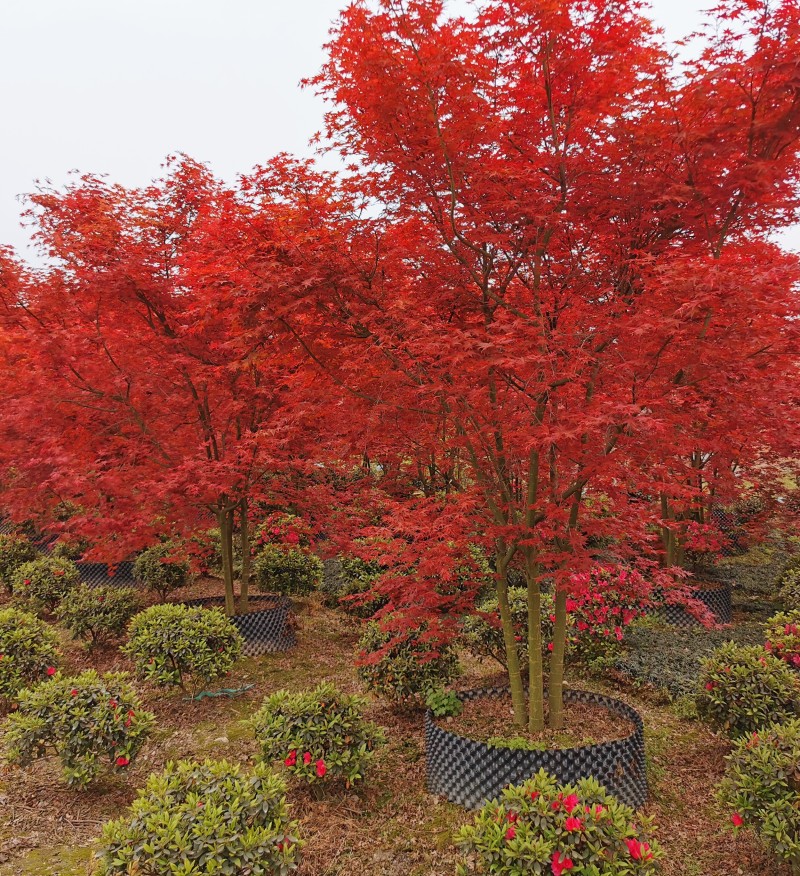 叢生日本紅楓哪里有賣 基地6公分日本紅楓樹(shù)價(jià)格