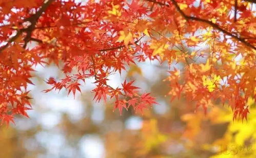 旅游 從鎮江坐高鐵便可抵達的8個絕美仙境 值得一去