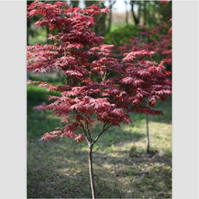 【日本紅楓】最新最全日本紅楓 產(chǎn)品參考信息