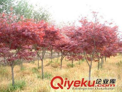 供應(yīng)園林植物 紅楓 紅楓樹 日本紅楓 美國(guó)紅楓小苗-沭陽(yáng)縣華飛花木場(chǎng)提供供應(yīng)園林植物 紅楓 紅楓樹 日本紅楓 美國(guó)紅楓小苗的相關(guān)介紹、產(chǎn)品、服務(wù)、圖片、價(jià)格沭陽(yáng)縣華飛花木場(chǎng)、花木花卉;苗木;綠化苗木;綠化小苗;紅葉小檗;金葉女貞;合歡;紅葉石楠;黃金槐;國(guó)槐;迎春;龍柏;蜀檜;側(cè)柏;連翹;紫薇;櫻花;高桿女貞;紅葉李;棣棠