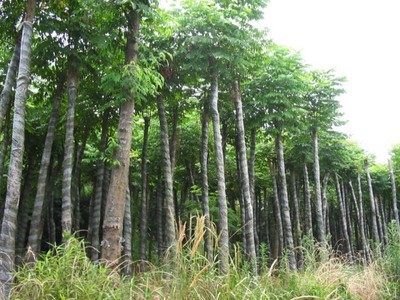 山東北欒#%濟(jì)寧北欒@北欒-曲阜紅楓園 產(chǎn)品展示(山東美國(guó)紅楓、濟(jì)寧日本紅楓、濟(jì)寧白蠟)-金泉網(wǎng)