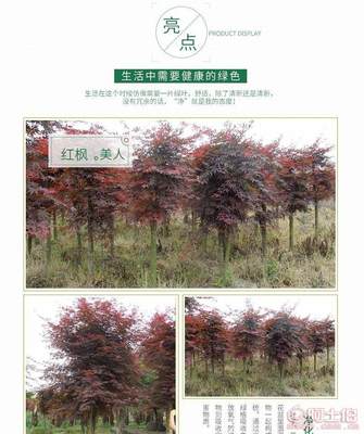 【苗圃基地供應(yīng)紅楓紅楓樹日本紅楓5公分紅楓】長(zhǎng)沙市雨花區(qū)綠心苗圃 - 產(chǎn)品庫(kù)