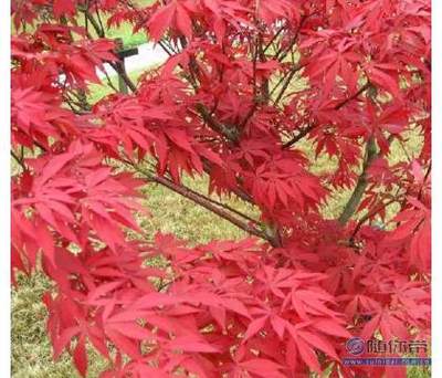 【日本紅楓苗批發(fā)園林綠化苗木紅楓嫁接苗紅楓小苗觀葉類移植】沭陽(yáng)縣潼陽(yáng)鎮(zhèn)花蘇橋花卉園藝場(chǎng) - 產(chǎn)品庫(kù)