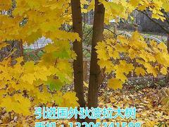 狄波拉黃金楓當(dāng)選大自然彩葉苗木基地:狄波拉黃金楓代理加盟-山東大自然彩葉苗木繁育基地提供狄波拉黃金楓當(dāng)選大自然彩葉苗木基地:狄波拉黃金楓代理加盟的相關(guān)介紹、產(chǎn)品、服務(wù)、圖片、價格狄波拉黃金楓、美國紅楓、耐熱白樺、黃金楓、錦葉欒、日本紅楓、