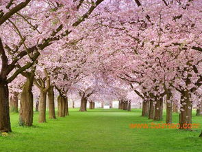 日本進(jìn)口櫻花 日本進(jìn)口櫻花供應(yīng)商 日本進(jìn)口櫻花批發(fā),日本進(jìn)口櫻花 日本進(jìn)口櫻花供應(yīng)商 日本進(jìn)口櫻花批發(fā)生產(chǎn)廠家,日本進(jìn)口櫻花 日本進(jìn)口櫻花供應(yīng)商 日本進(jìn)口櫻花批發(fā)價格