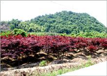 【紅雞爪槭供應(yīng)|紅楓、日本紅楓,櫻花,桂花,茶花,羅漢松,廣玉蘭等產(chǎn)品,奉化市溪口天涯花木場商鋪