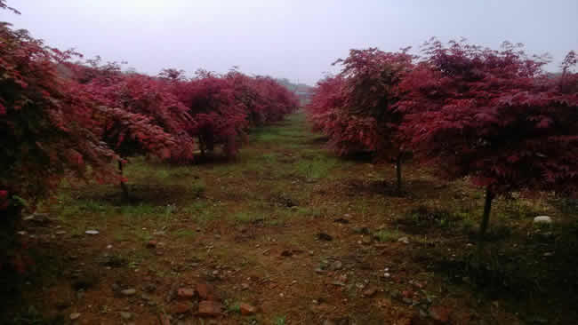 1公分美國紅楓的價(jià)格點(diǎn)擊了解更多