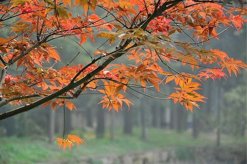 爬天平山,賞紅楓,觀奇石,逛木瀆古鎮(zhèn) 1日活動(dòng)