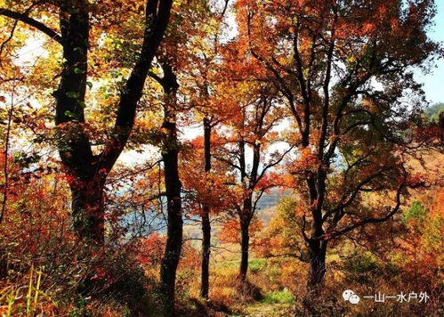 2017年12月10日秋色大片 村長帶您走進(jìn)雙紅楓古道 車慈嶺,朱錫嶺古道連穿,賞千年古紅楓群