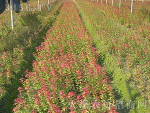 盈一 日本紅楓 小苗