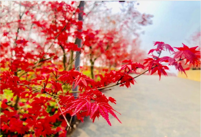 2024重慶南湖多彩植物園門票價格、開放時間、游玩攻略