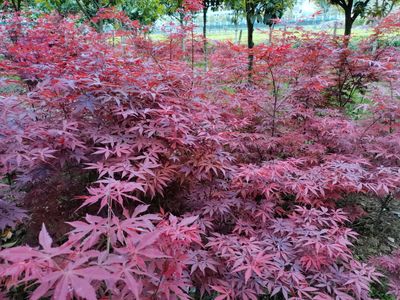 「日本紅楓」桿徑米經5-15公分高度250-350厘米冠幅150-200厘米質量一級苗上車價格電議-產地湖南常德市