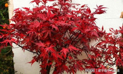 中國人視為垃圾的樹葉,在日本卻成熱銷美食,一份售價八九塊