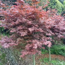 長沙市雨花區治維苗圃 供應產品