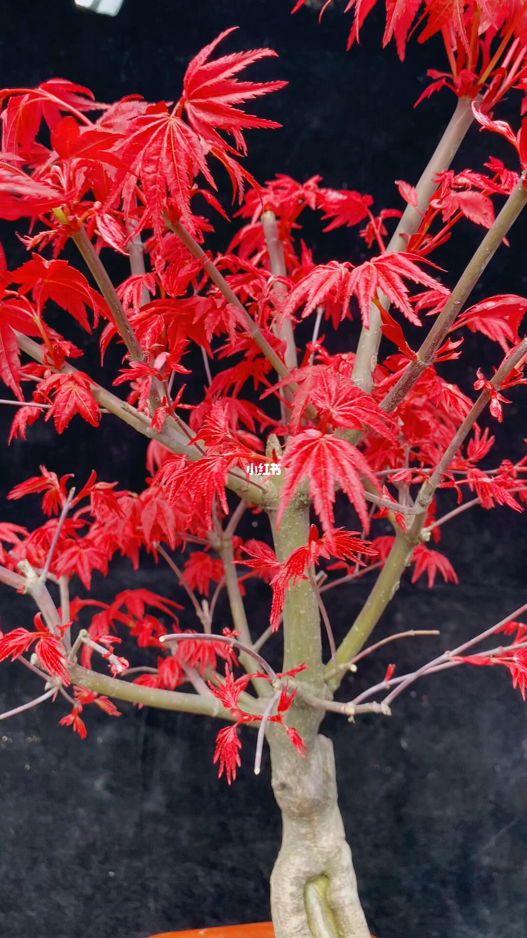日本紅楓紅舞姬 一樹丹霞舞秋風