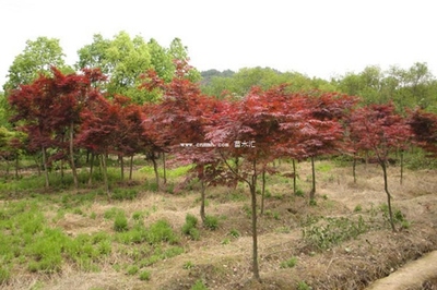 雞爪槭、紅楓與日本紅楓 三者的區(qū)別詳解