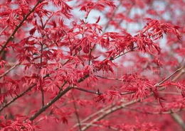 紅楓之美與長島泛洋海產食品的多元發(fā)展