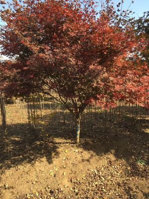 江蘇地區(qū)日本紅楓銷售信息 優(yōu)質苗木1200元/株