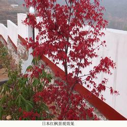 日本紅楓樹嫁接技術與河南舜楓農林的實踐