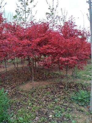 山東青島彩虹谷農場 日本紅楓紅舞姬，僅20元/株，打造園林藝術新境界