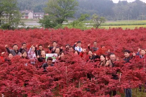 楓情萬種之日本紅楓“紅舞姬” 一樹絢爛，舞動(dòng)秋色