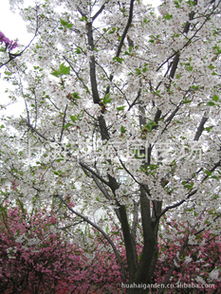 專供別墅庭院綠化精品苗木 日本紅楓及其他名貴樹(shù)種解析