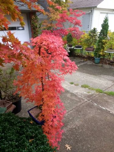 日本紅楓“流泉” 流淌于庭院中的詩(shī)畫(huà)